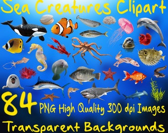 Sea Creatures Clipart Set 84 PNG 300 dpi PNG Transparent Background Images Instant Digital Download Clip Art Animal Animals Fish Ocean Sea