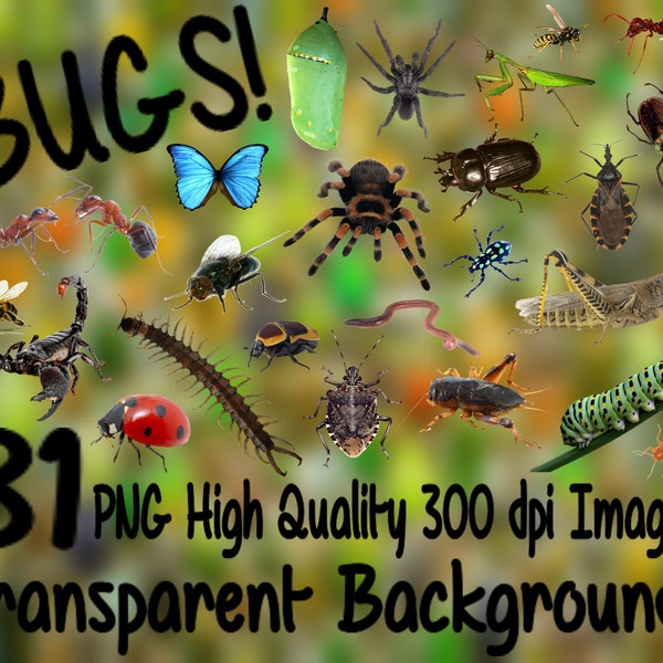 Bugs Clipart 81 Images PNG 300 dpi PNG Transparent Background Set Instant Digital Download Clip Art Animals Bug Beetle Spider Creepy Crawler