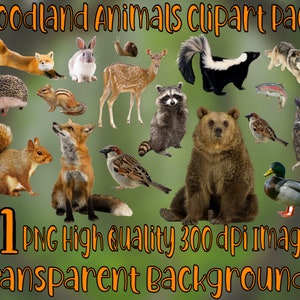 Animaux de la forêt 71 PNG 300 dpi PNG fond Transparent Images Clipart Pack téléchargement numérique Clip Art Animal ensemble créatures de la forêt