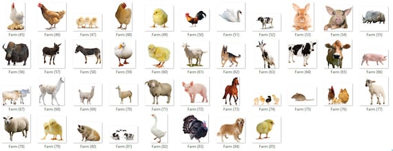 Farm Animals Clipart Pack 85 PNG 300 Dpi PNG Transparent - Etsy Singapore Farm Animals Clipart Pack 85 PNG 300 Dpi PNG Transparent - Etsy Singapore