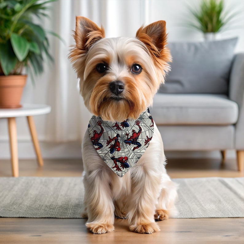 A small Yorkshire Terrier wearing a Spiderman-themed bandana sits on a rug in a living room.