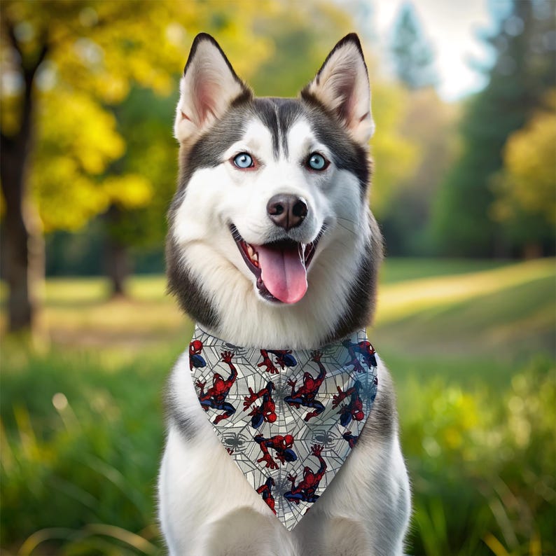 A happy husky dog wearing a Spiderman-themed bandana, standing in a grassy field with trees in the background.