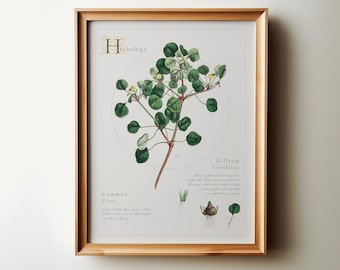 Impresión botánica de herbología: Gillium, arte floral vintage (descarga digital)