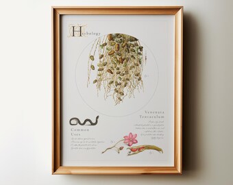 Lámina de plantas de herbología: Arte botánico vintage, decoración de magos (descarga digital)