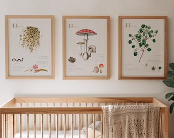 Láminas artísticas botánicas de herbología: Conjunto de 3 dibujos de hierbas vintage (descarga digital)