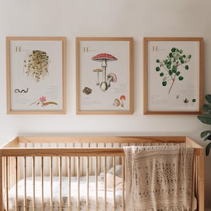 Kräuterkunde Set von drei Botanische Kunst, Vintage Botanik Zeichnung, Bauernhaus Kinderzimmer Küchendekoration, Zauberer inspiriertes Poster, Antiker Kräuterdruck