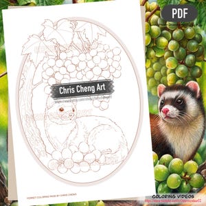 Puede incluir: Una página para colorear de hurón imprimible de Chris Cheng. La ilustración en blanco y negro presenta un hurón acurrucado entre uvas bajo una rama de árbol. El texto "Chris Cheng Art" es visible.