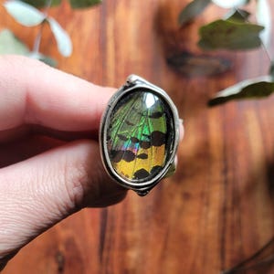 May include: A silver ring with a green, yellow, and iridescent butterfly wing encased in resin.
