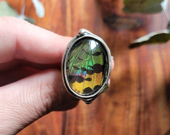 Real Madagascan Sunset Moth Wing Adjustable Ring