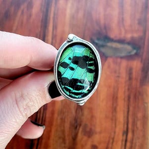 May include: Oval silver ring featuring a vibrant green and black butterfly wing encased in a clear, domed setting. The ring's design showcases the intricate patterns of the wing, creating a unique and eye-catching accessory. The ring is held up against a wooden background.