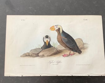 May include: A vintage print of two Tufted Puffins. The puffins are depicted in a detailed illustration with vibrant colors. One puffin is standing, and the other is nestled among rocks. The print includes the text "Tufted Puffin".
