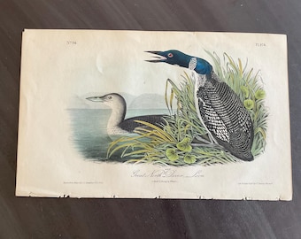 May include: Antique print featuring two loons, one in water and the other amidst tall grass. The loons have black and white patterned feathers, with a blue and black head. The print is labeled "Great North Diver - Loon" and includes the number "196".