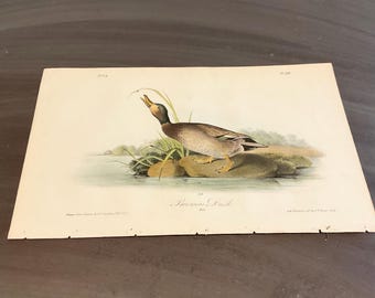 以下が含まれることがあります： Brewer's Duckのアンティークプリント。自然環境にいる鳥の詳細なイラストが特徴です。水辺の岩の上に立つアヒルが描かれており、くちばしが開いています。このプリントはヴィンテージ感があります。