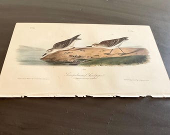 Puede incluir: Una impresión antigua de dos correlimos semipalmados, un tipo de ave zancuda, de pie sobre un afloramiento rocoso cerca del agua. Las aves tienen plumaje marrón y blanco. La impresión tiene el título "Semipalmated Sandpiper" y otro texto.