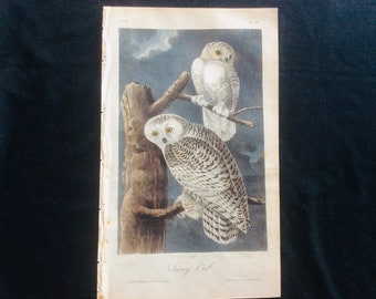 Audubon - Snowy Owl - 1st Edition Octavo Plate 28, Birds of America