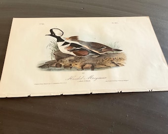 May include: A vintage print of a Hooded Merganser duck. The bird is depicted with a white and black head, brown and white wings, and is perched on a rock near water. The print has the title "Hooded Merganser" and other text.
