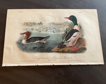Könnte beinhalten: Antiker Druck mit zwei nordamerikanischen Gänsesägern. Einer schwimmt im Wasser, der andere sitzt auf einem Felsen. Der Hintergrund zeigt einen Wasserfall und Grün. Der Druck ist mit "N°63" und "Pl. 311" beschriftet.