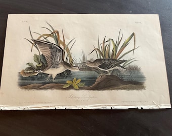 May include: Antique print featuring two sandpipers in a wetland setting. The birds are depicted with detailed plumage, surrounded by reeds and water. The print has a vintage aesthetic, with the title "Solitary Sandpiper" at the bottom.