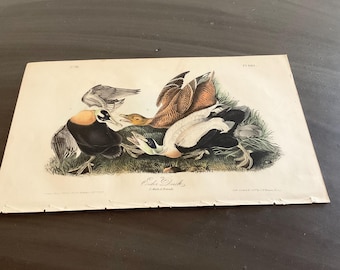 May include: An antique print of Eider Ducks, featuring a detailed illustration of several birds in a natural setting. The artwork showcases a variety of colors, including black, white, brown, and yellow, with the title "Eider Duck" at the bottom.