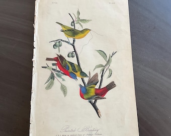 May include: Vintage print of Painted Buntings, featuring three colorful birds perched on a branch with green leaves and small berries. The print has the text "Painted Bunting" and other text at the bottom. The paper has a worn, aged appearance.