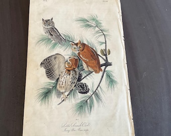 May include: Vintage print of three owls perched on a pine branch. The owls are depicted in shades of brown, gray, and white, with detailed feather patterns. The print includes the text "Little Scorch Owl" and other script.