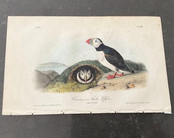 May include: Antique print of a Common or Arctic Puffin, featuring a detailed illustration of the bird with its distinctive colorful beak and red feet. The print includes a nest with another puffin and the text "Common or Arctic Puffin".