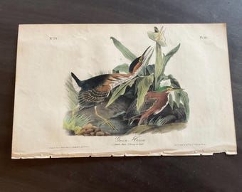 Könnte beinhalten: Antiker Druck mit zwei Grünreihern in einer natürlichen Umgebung. Die Illustration zeigt detaillierte Darstellungen der Vögel mit ihrem unverwechselbaren Gefieder, vor dem Hintergrund üppigen Grüns und einer weißen Blume. Der Druck ist auf gealtertem Papier.