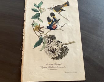 May include: Antique print featuring detailed illustrations of American Redstart birds, perched on a branch with a nest. The artwork showcases vibrant colors and botanical elements, with text at the bottom identifying the species and gender.
