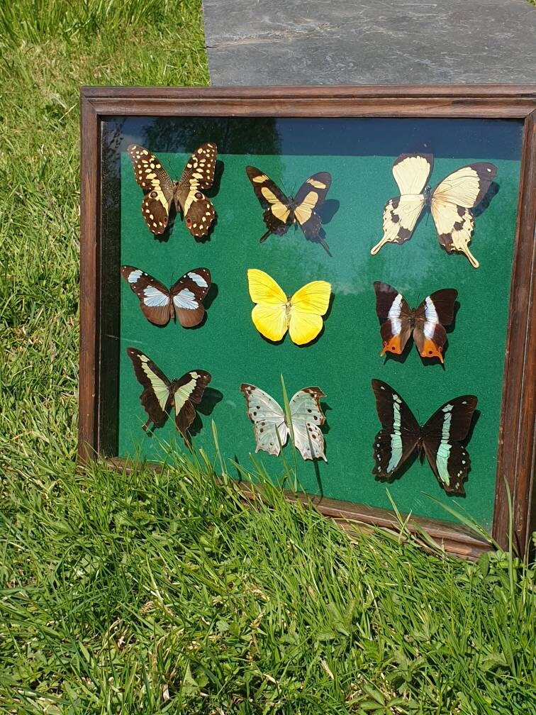 Papillon Noir et Blanc