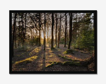 Golden Sunlight Forest-fotoafdruk: natuurmuurkunst