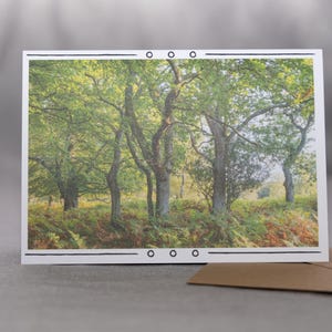 Rustieke bosbedel – natuurlijke fotowenskaart met rustig uitzicht op het bos
