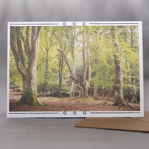 Carte de voeux Deep Forest - Superbes photographies de nature, vierge à l'intérieur