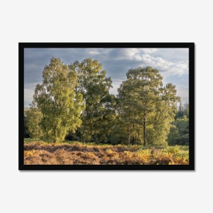 Evening glow: Forest Photography, Photo Print, Wall Art, Nature Wall decor, Woodland Art