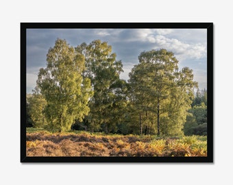 Avondgloed bosfotografieprint: natuurmuurkunst