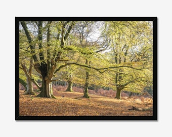 Autumn Woodland Photo Print: Golden Sunlight Forest Landscape