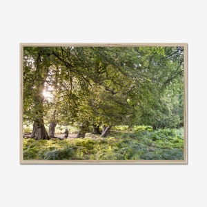 Lush Green Sanctuary: Nature Photography, Forest Photo Print, Wall Art, Nature Wall Decor, landscape Art.