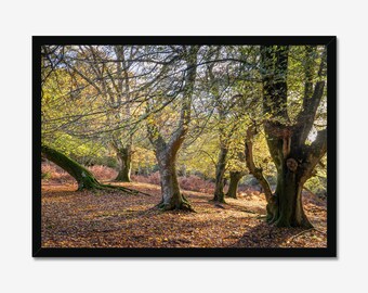 Autumn Woodland Photo Print: Golden Sunlight Forest Landscape Wall Art