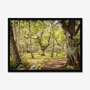 Silent Woods Photography Print, Forest Landscape, Photo Print, Wall Art, Nature Wall decor, Nature Lover Gift