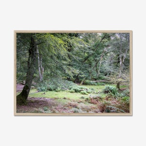 Shades of Nature: Forest Scene, Forest Landscape, Photo Print, Wall Art