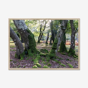 Mossy Haven: Forest Photography, Photo Print, Wall Art, Nature Wall Decor, landscape Art.