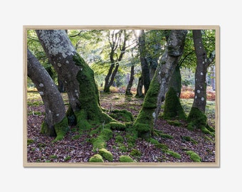 Fotografieafdruk bemost bos: natuurmuurkunst
