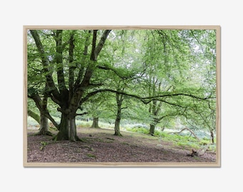 Bosfotografieafdruk: rustige boslandschap muurkunst