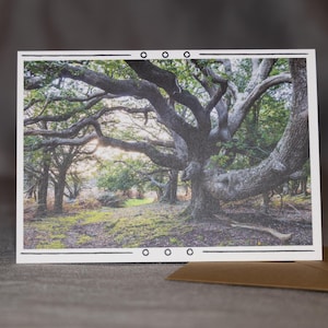 Woodland Wonders - Authentique carte de voeux de photographie de forêt, vierge à l'intérieur