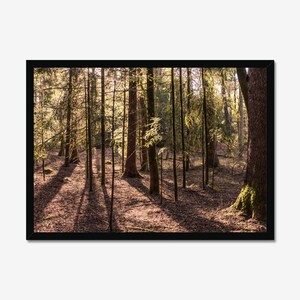 Sunlight Through the Trees, Forest Landscape, Photo Print, Wall Art, Nature Wall decor, Nature Lover Gift