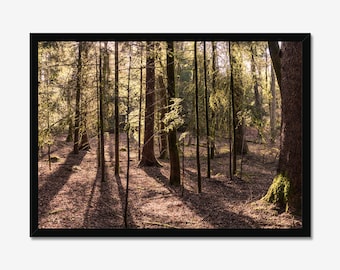Sunlight Forest-fotoafdruk: natuurmuurkunst