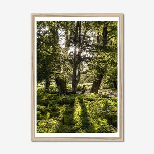Sunlight Through the Trees: Nature Photography, Forest Photo Print, Wall Art, Nature Wall Decor, landscape Art.