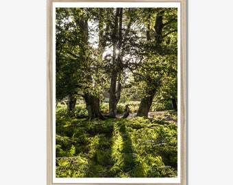 Sunlight Forest-fotoafdruk: natuurmuurkunst