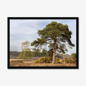 Resilient pine: Forest heathland Photography, Photo Print, Wall Art, Nature Wall decor, landscape Art.