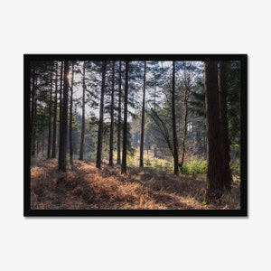 Shadows of the Pines: Forest Landscape, Photo Print, Wall Art, Nature Wall decor