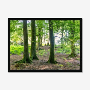 Forest Zen: Meditative Woodland Scene, Forest Landscape, Photo Print, Wall Art, Nature Wall decor